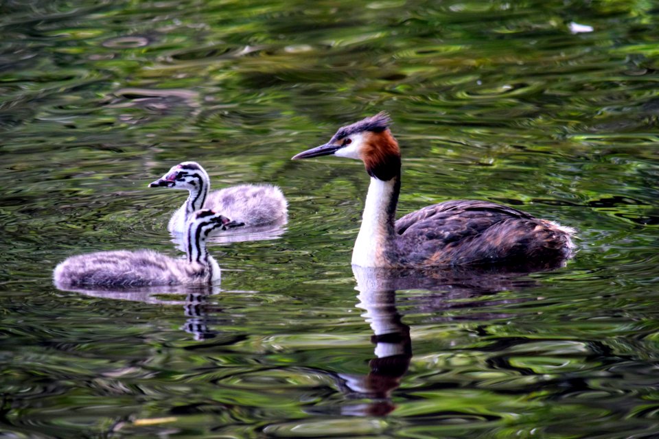 Great crested grebe family