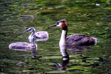 Great crested grebe family