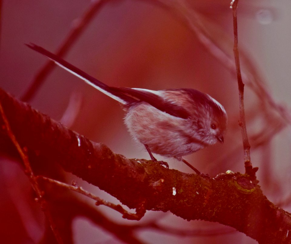Long-tailed bushtit