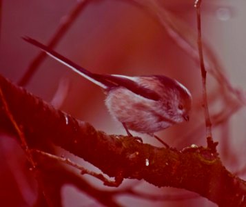 Long-tailed bushtit