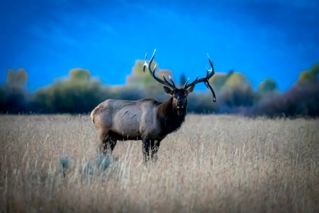 Bull Elk