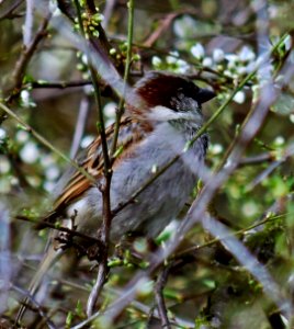 House Sparrow