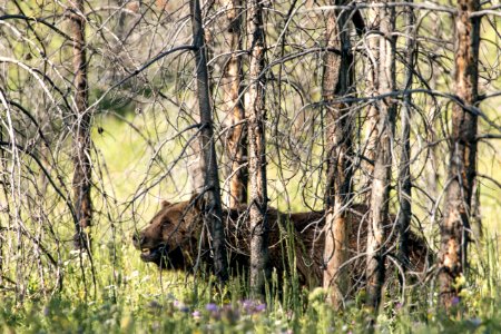 Grizzly Bear