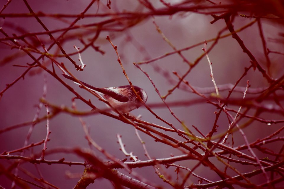 Long-tailed bushtit