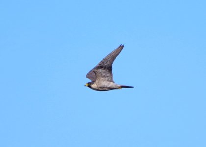 Peregrine Falcon 2 (?) photo