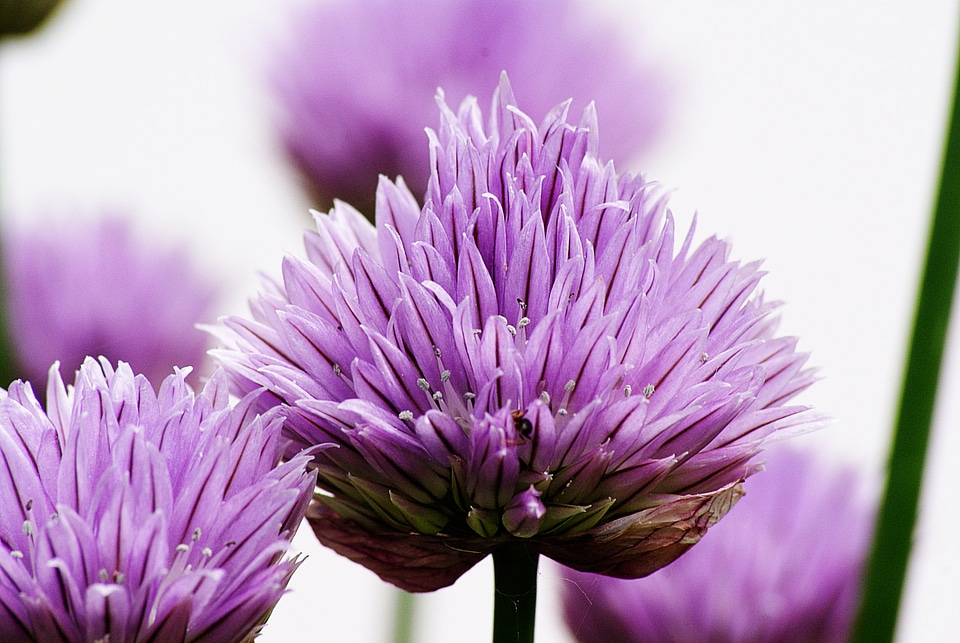 Violet light aromatics