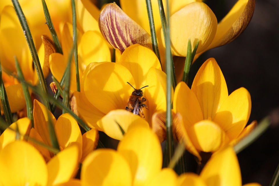 Bee nature plant