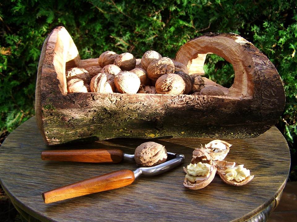 Walnut drupe hard-shelled fruits