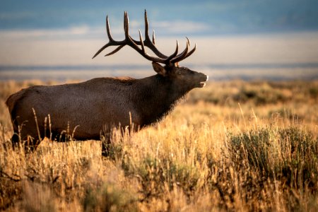 Bull Elk bugling