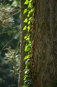 Sunlight forest light and shadow photo