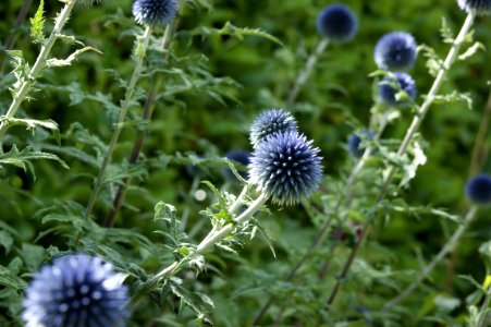 Thistles