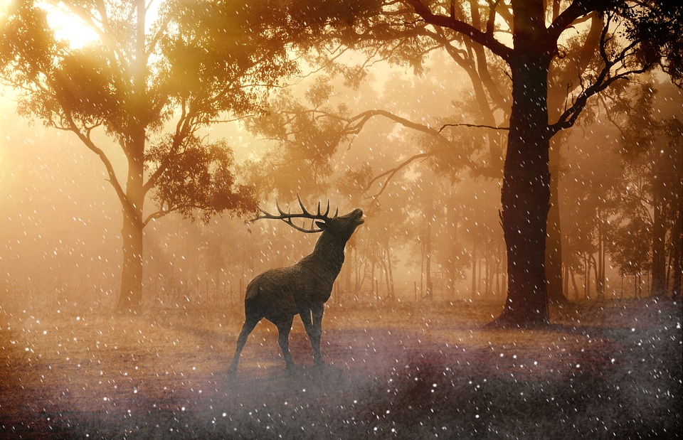 Nature forest wild animals
