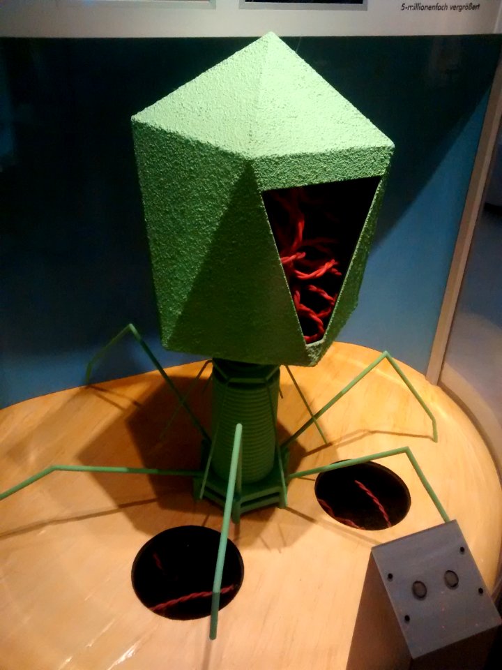 Virus (model)