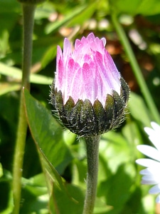 Sunshine daisy flower buds