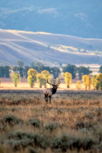 NPS-GRTE-20190927-004.jpg