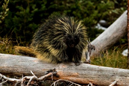 Porcupine photo