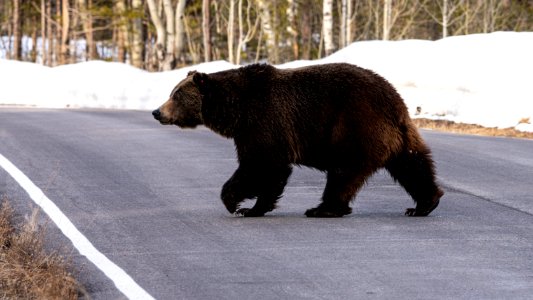 Grizzly Bear crossing road