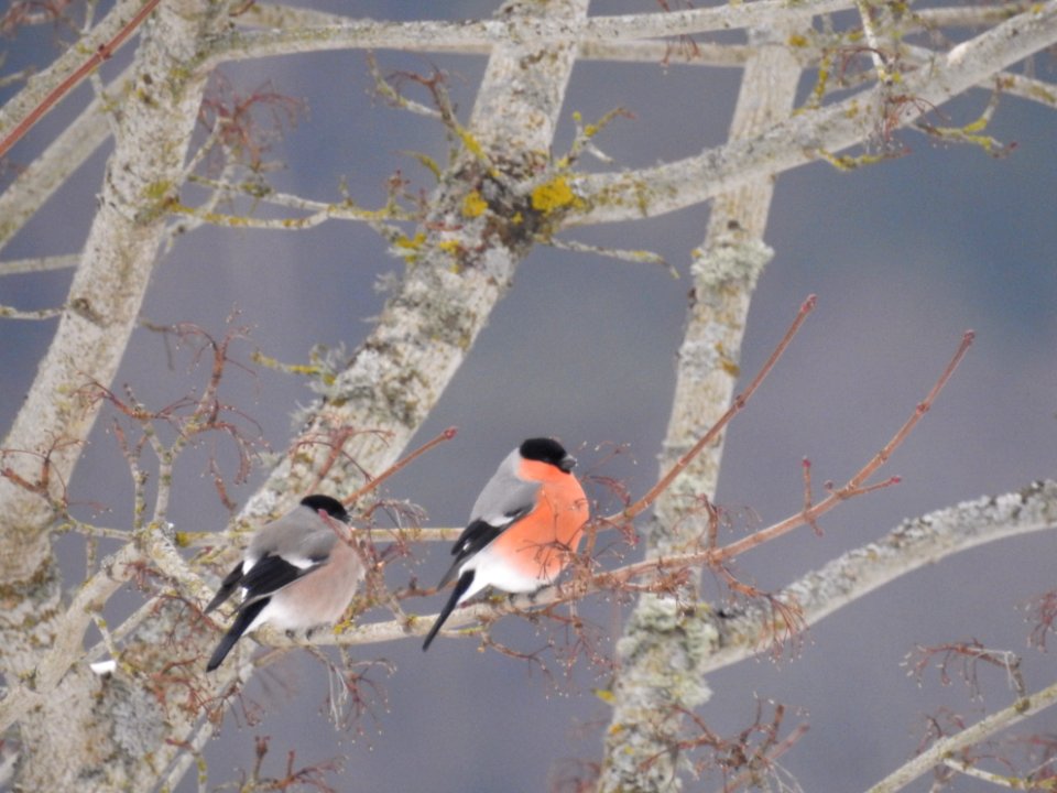 (Passeriformes: Fringillidae) Pyrrhula pyrrhula ♂♀, Domherre / Bullfinch