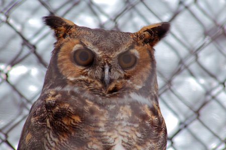 Horned Owl photo