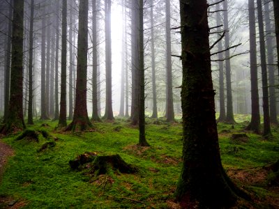Brechfa Forest