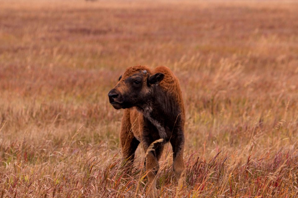 Bison