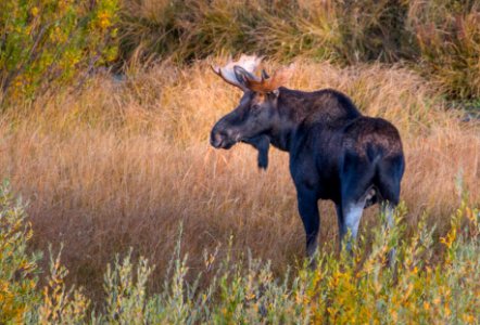 Young Bull Moose near Blacktail Ponds