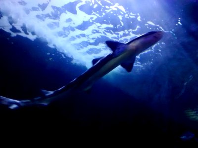 Dogfish (SF Aquarium)