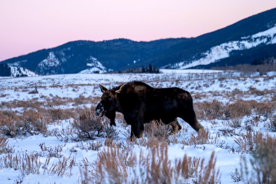 Bull Moose with shed antlers