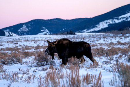 Bull Moose with shed antlers