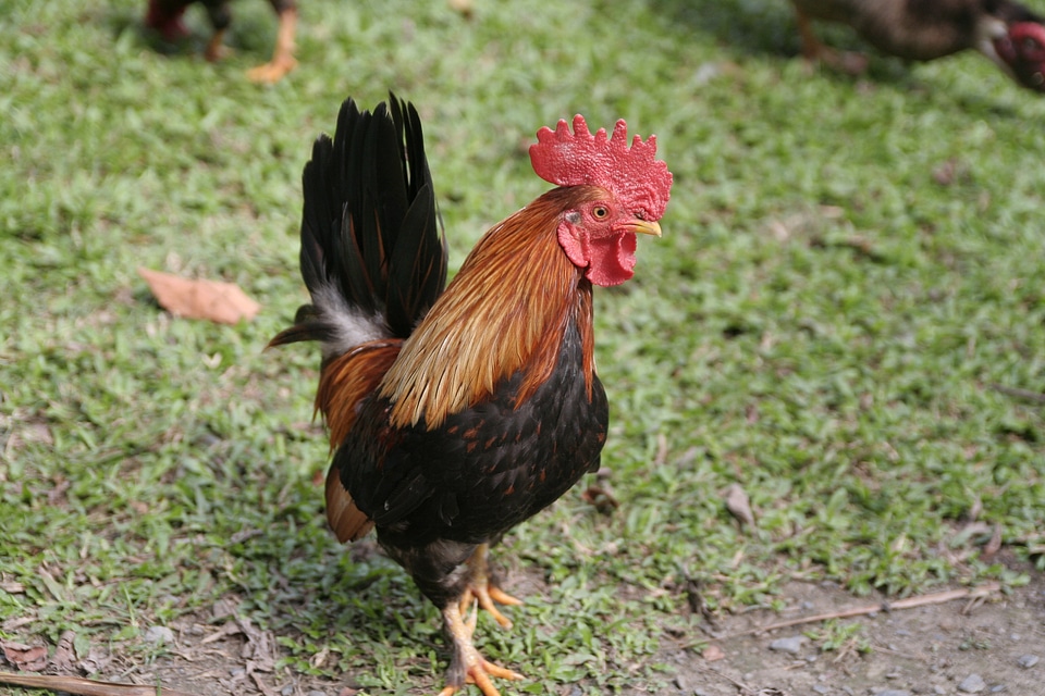 Farmhouse pets bird