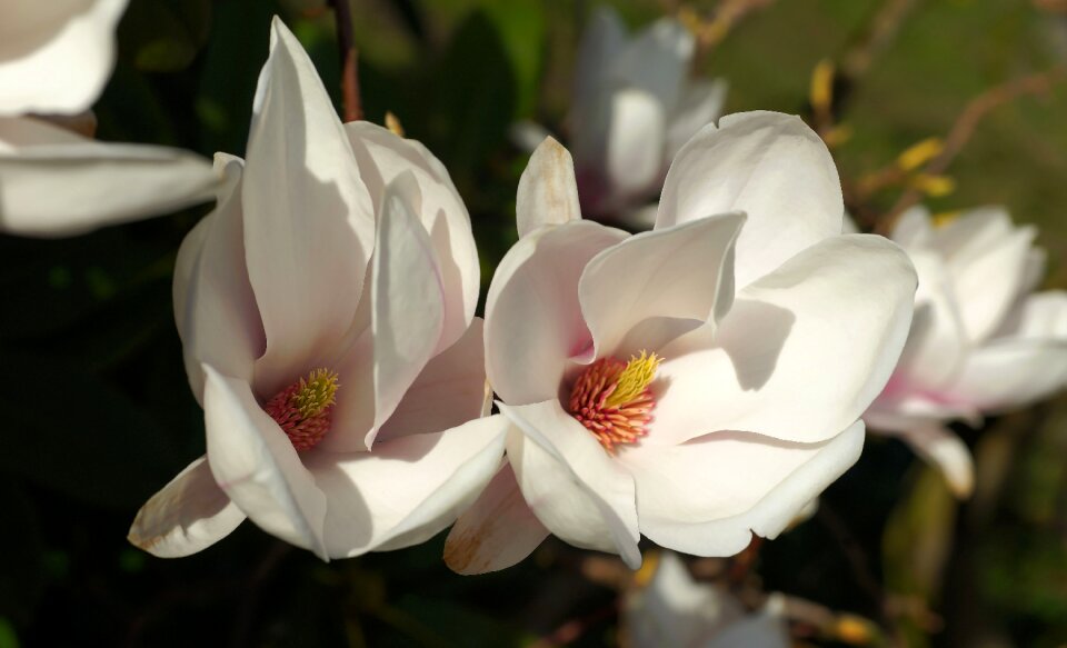 White white blossom spring