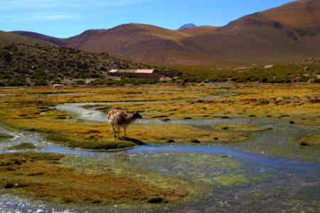 llamas in a wetland, Atacama desert, Chile