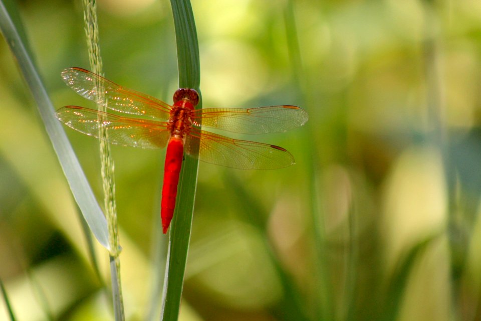 Dragonfly