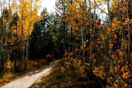 Taggart in Fall