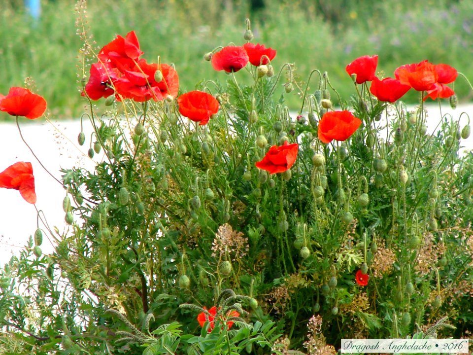 Flori sălbatice/ Des fleurs sauvages