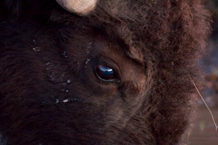 Bison Eye