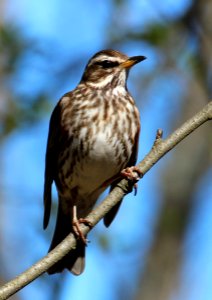 Turdus iliacus Oulu 2016-05-09