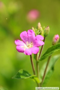 Flori sălbatice/ Des fleurs sauvages