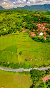 Terraced paddy fields, Indonesia