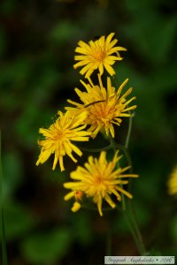 Flori sălbatice/ Des fleurs sauvages