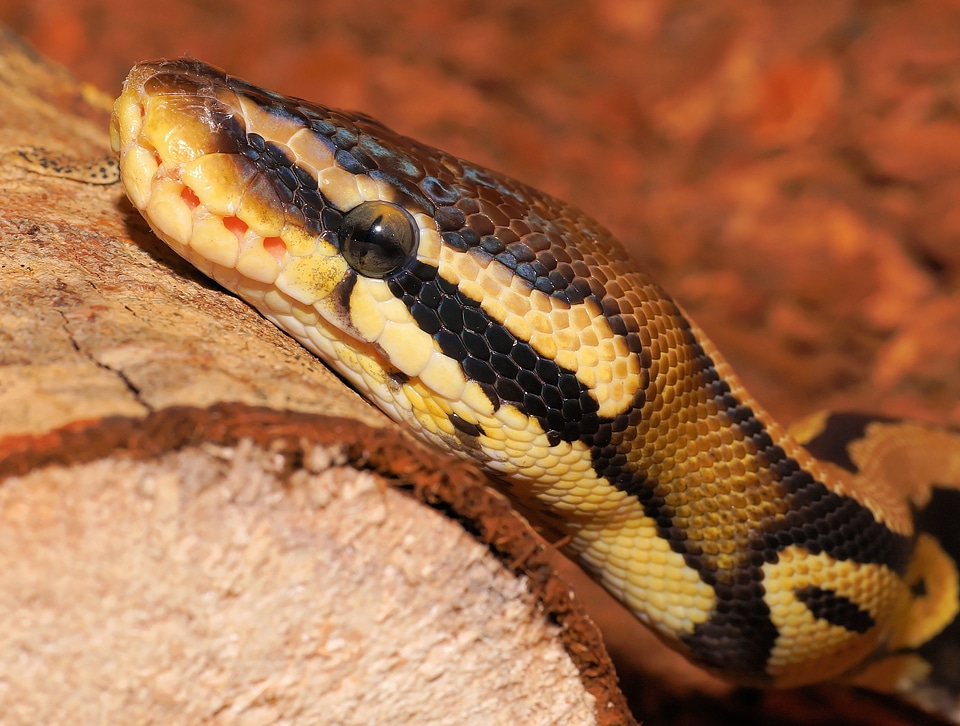 Cute constrictor beauty
