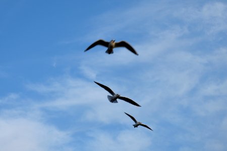 Seagulls in London photo