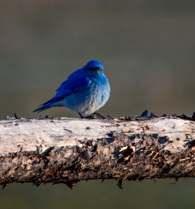 Mountain Bluebird