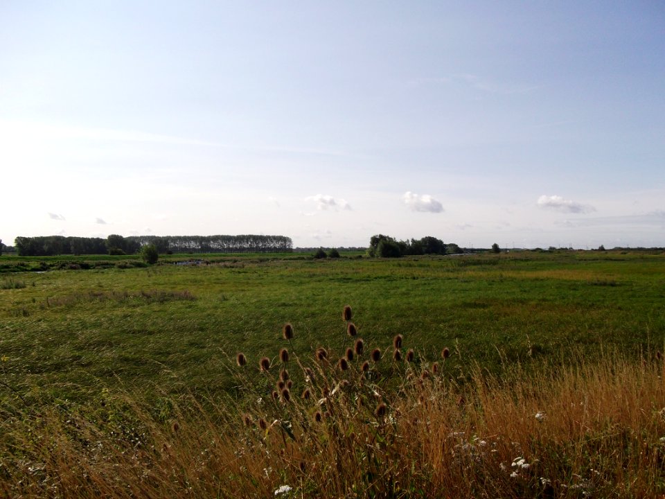 Ely Fen 8