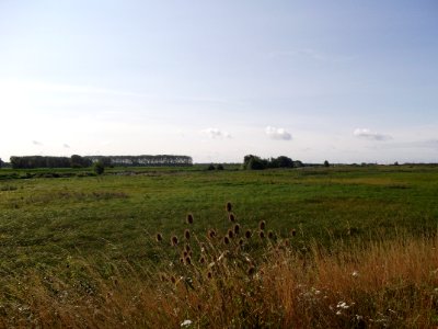 Ely Fen 8