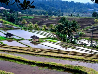 Rice terraces