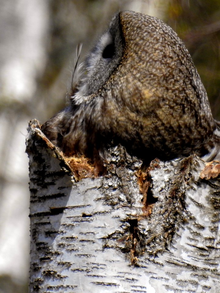 (Strigiformes: Strigidae) Strix nebulosa ♀, Lappuggla / Great grey owl