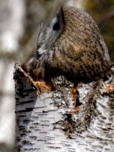 (Strigiformes: Strigidae) Strix nebulosa ♀, Lappuggla / Great grey owl