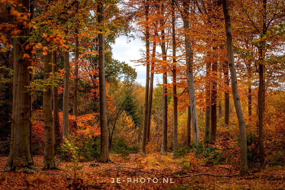 Autumn at its best