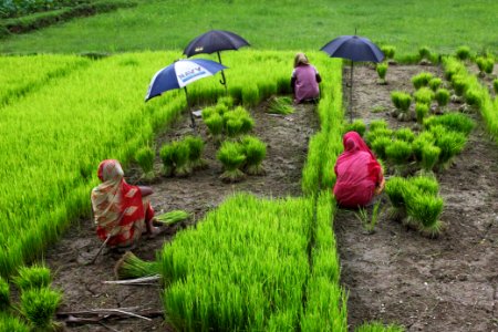 Uprooting rice seedlings in a nursery, Bangladesh